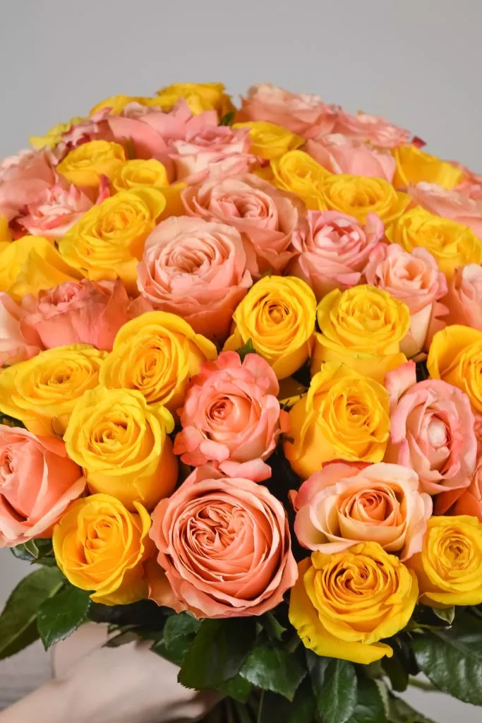 Розово-желтые розы Эквадор 75 шт