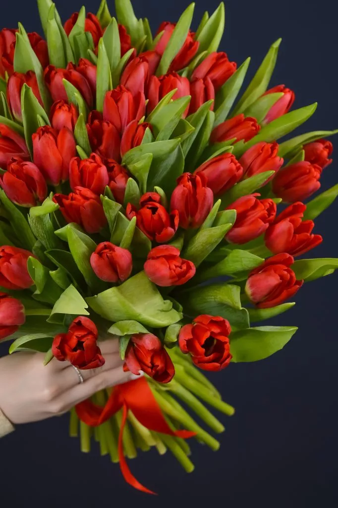 51 красный тюльпан