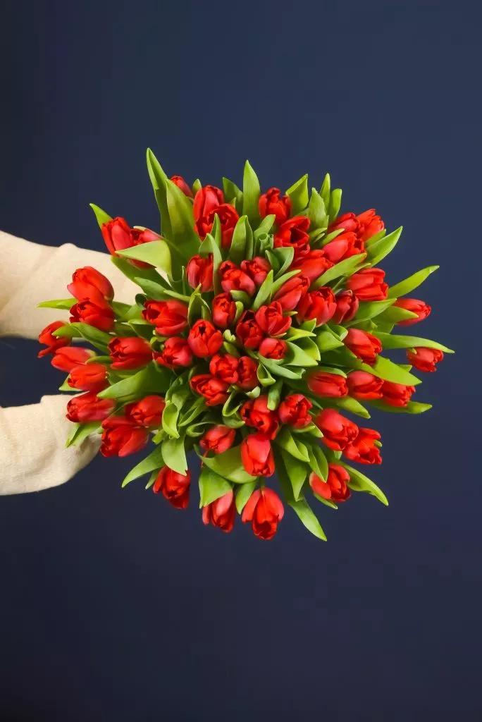 51 красный тюльпан