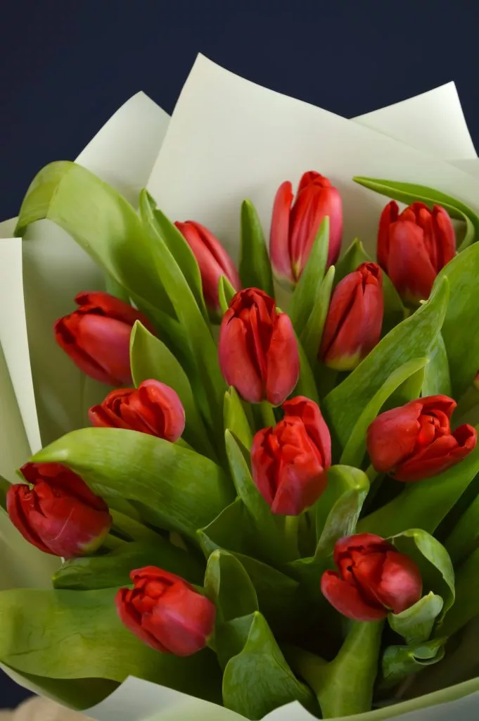 15 красных тюльпанов