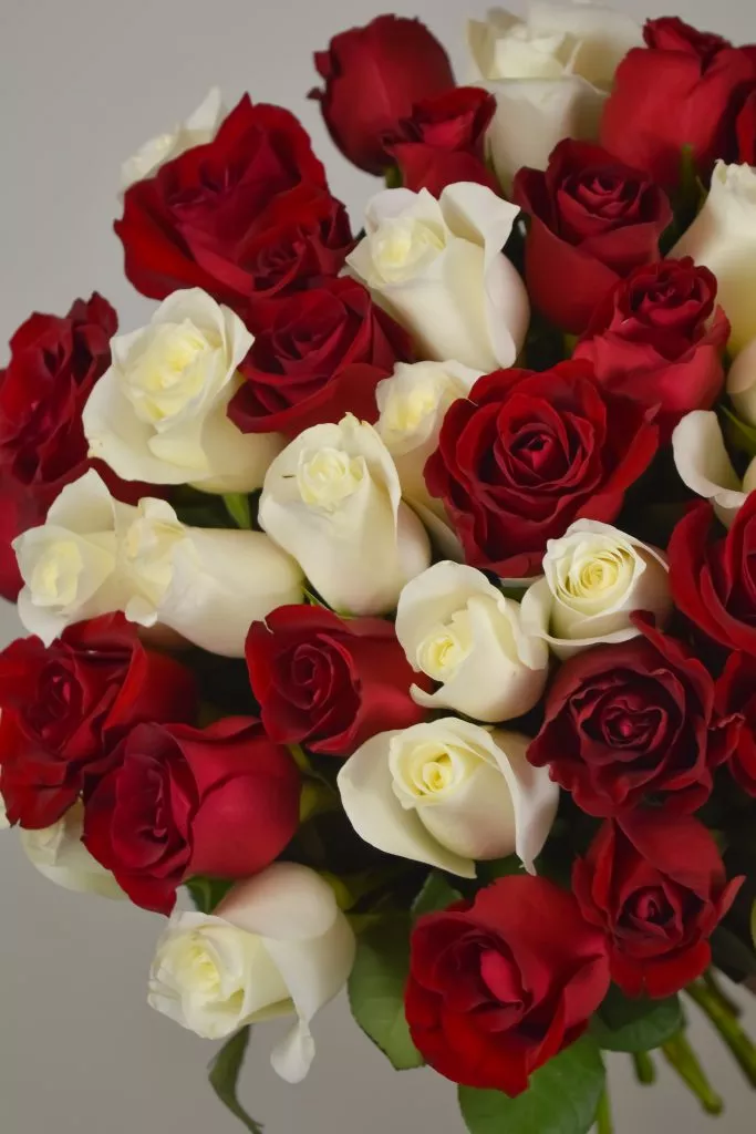 51 белых и красных роз