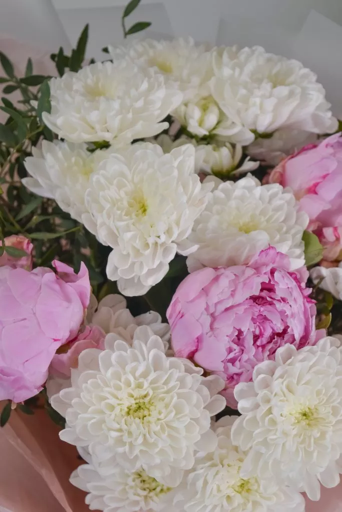 розовые пионы 3 шт, 2 белые кустовых хризантемы