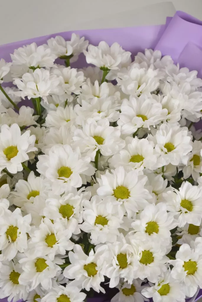 букет из 15 кустовых хризантем рома