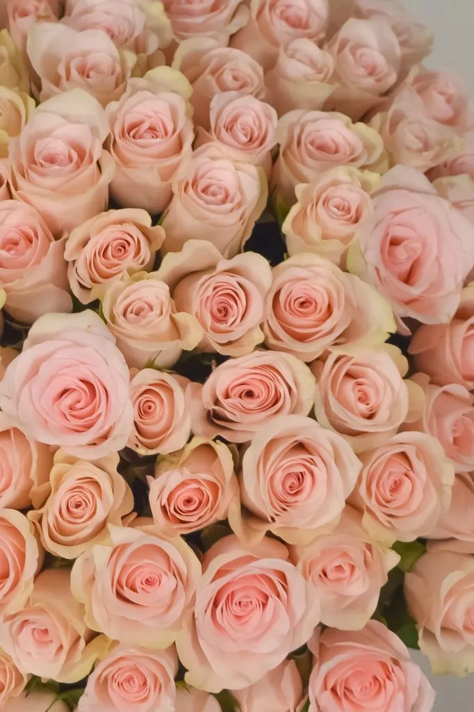 101 нежно-розовая роза (40 см)