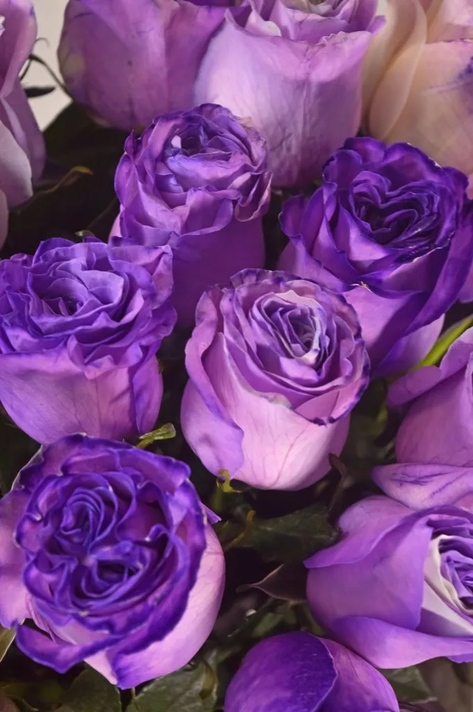 Роза 60 см фиолетового цвета 25шт под ленту