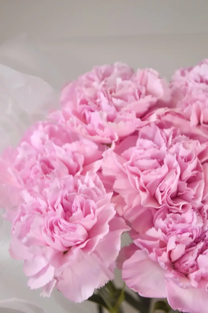 Букет из гвоздик розового цвета 7шт в оформлении