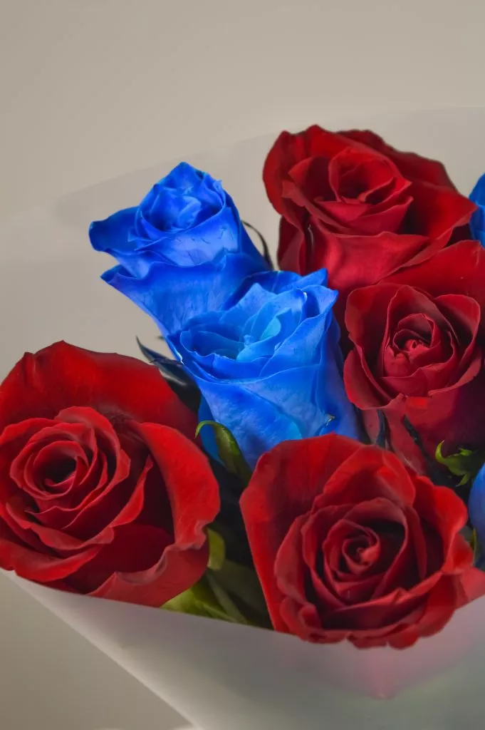 Роза 40 см 9шт красная и синяя в оформлении под ленту