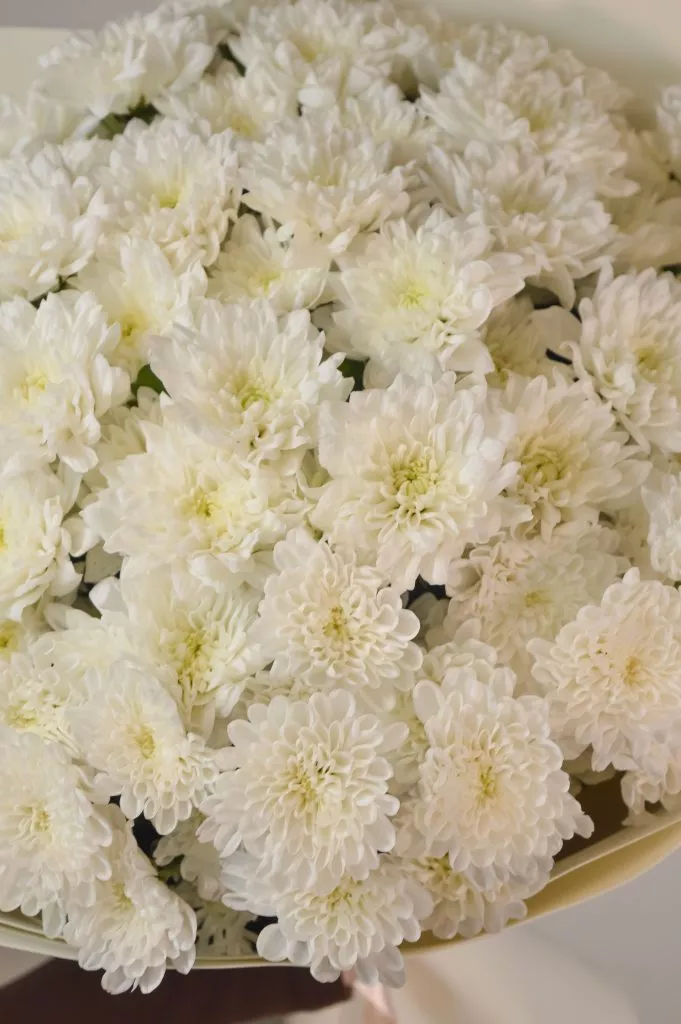 Букет из 15 кустовых хризантем в упаковке